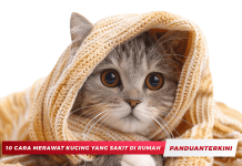 10 Cara Merawat Kucing yang Sakit di Rumah