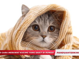 10 Cara Merawat Kucing yang Sakit di Rumah