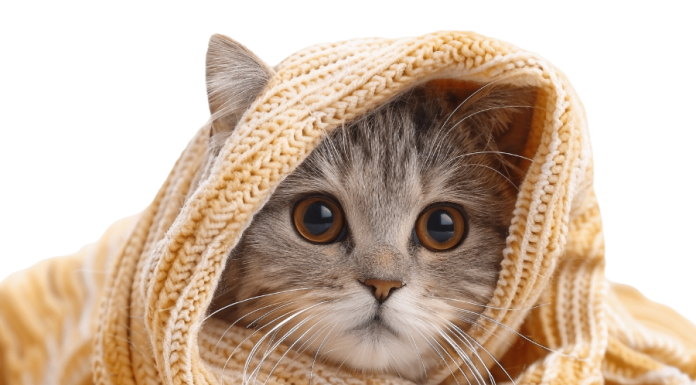 10 Cara Merawat Kucing yang Sakit di Rumah