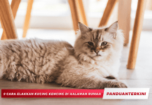 9 Cara Elakkan Kucing Kencing di Halaman Rumah