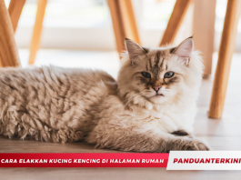 9 Cara Elakkan Kucing Kencing di Halaman Rumah
