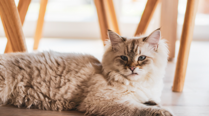 9 Cara Elakkan Kucing Kencing di Halaman Rumah