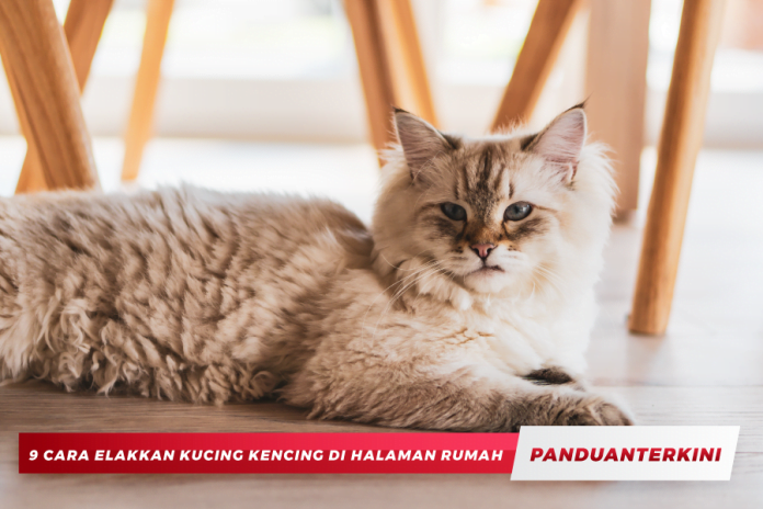 9-CARA-ELAKKAN-KUCING-KENCING-DI-HALAMAN-RUMAH