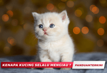Kenapa Kucing Selalu Mengiau?