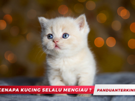 Kenapa Kucing Selalu Mengiau?