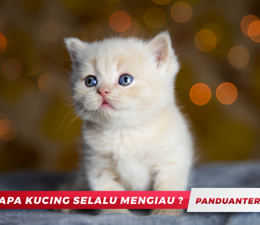 Kenapa Kucing Selalu Mengiau?