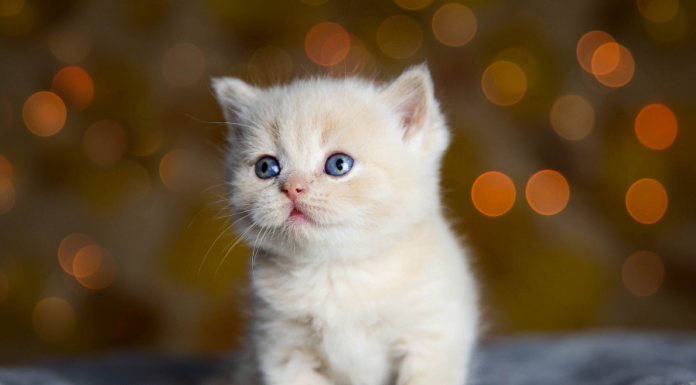 Kenapa Kucing Selalu Mengiau?