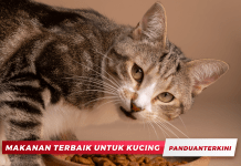 Makanan Terbaik untuk Kucing : Panduan Pemakanan yang Sihat