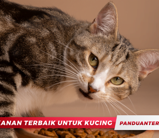 Makanan Terbaik untuk Kucing : Panduan Pemakanan yang Sihat
