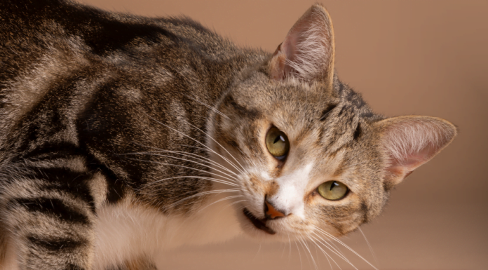 Makanan Terbaik untuk Kucing : Panduan Pemakanan yang Sihat