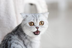 Kenapa Kucing Selalu Mengiau?