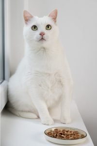 Makanan Terbaik untuk Kucing: Panduan Pemakanan yang Sihat