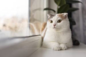 9 Cara Elakkan Kucing Kencing di Halaman Rumah