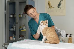 10 Cara Merawat Kucing yang Sakit di Rumah