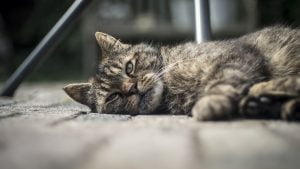 10 Cara Merawat Kucing yang Sakit di Rumah