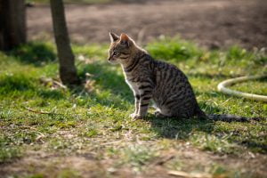 9 cara elakkan kucing kencing di halaman rumah