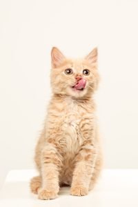 Kenapa Kucing Selalu Mengiau?