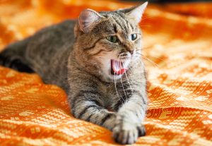 Kenapa Kucing Selalu Mengiau?