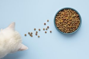 Makanan Terbaik untuk Kucing: Panduan Pemakanan yang Sihat
