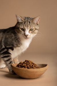 Makanan Terbaik untuk Kucing: Panduan Pemakanan yang Sihat